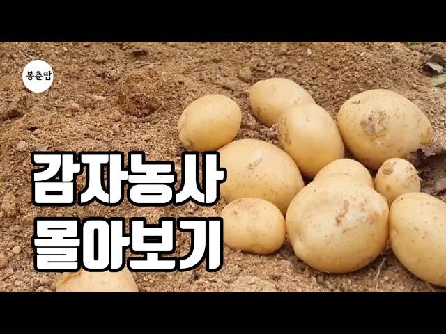 봉춘팜 농사과정 | 감자농사 과정 한번에 몰아보기 | 수미감자 두백감자