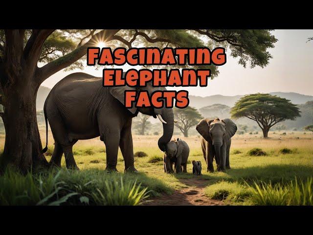 Fascinating Elephant Facts