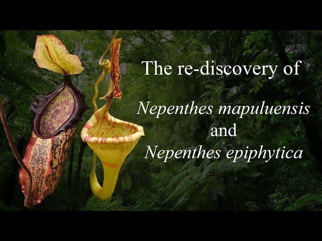 The re-discovery of Nepenthes mapuluensis and Nepenthes epiphytica