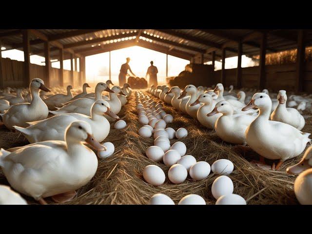 Raising Duck - Collection Duck Eggs - Raising Free Range Organic Ducks