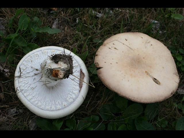 Agaricus urinascens