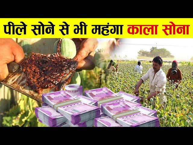 अफीम की खेती से किसान बने लखपति, 2,00,000 ₹ में बिकता है | feem farming In India | Opium Farming