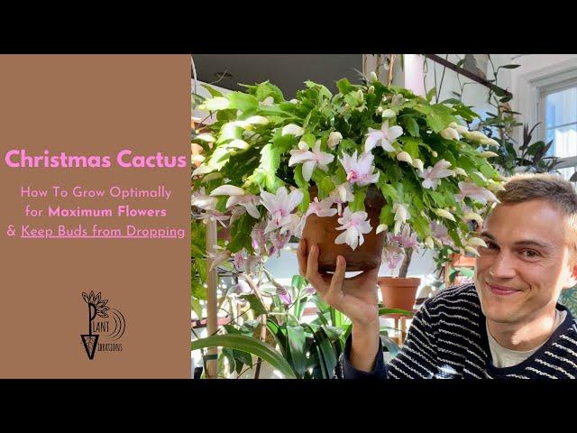 Christmas Cactus: How to Get lots of Flowers, No Bud Drop, & Growing Tips - do this in Autumn