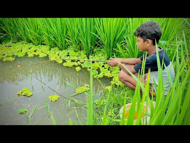 Best Amazing Fishing Video  Fishing With Hook Catching Koi Fish Hunting in the Rice Field Canal