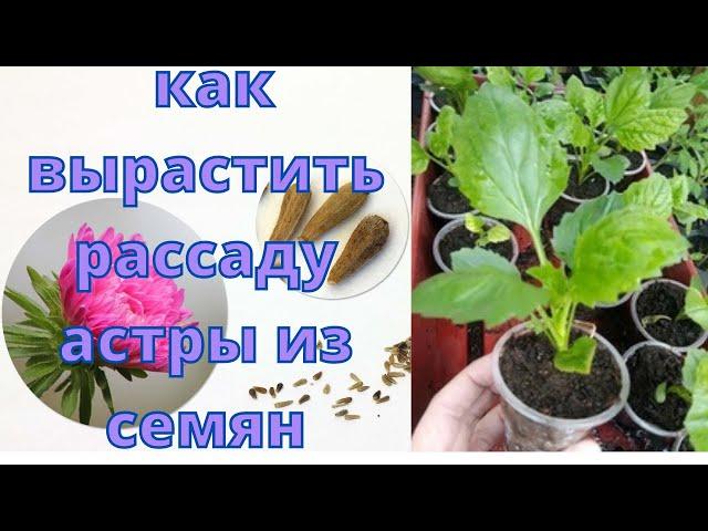 Простой способ вырастить рассаду астры из семян.