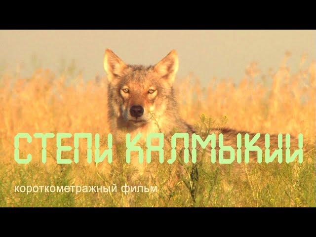 Nature of Russia. Republic of Kalmykia. Steppe animals. Reserve "Black Lands".