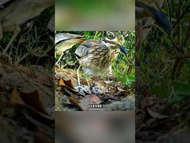 This Bird Outsmarts Crocodiles AND Lizards! #shorts #youtubeshorts #viralshorts #facts