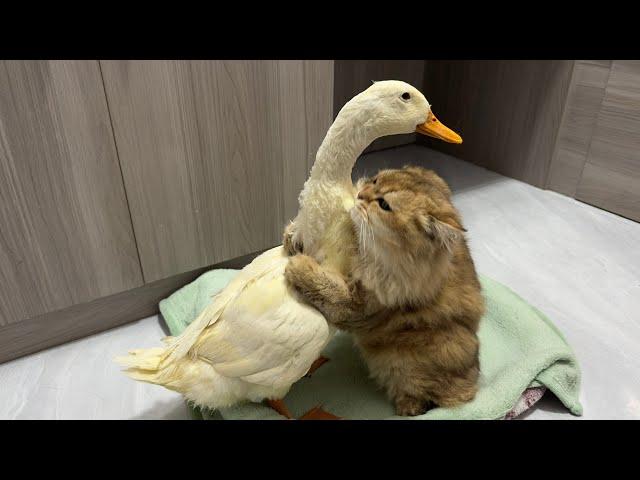 So funny and cute!The duck went all out to find the kitten and let the cat hold him close to sleep