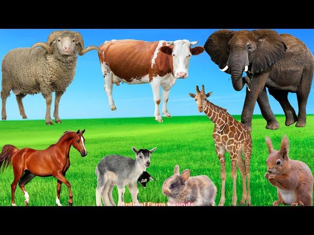 Discover Herbivorous Animals: Goat, Horse, Cow, Giraffe, Sheep - Animal Videos