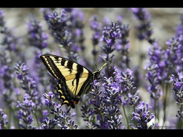 Propagate Lavender from Cuttings: Everyone Can Grow a Garden (2023) #35