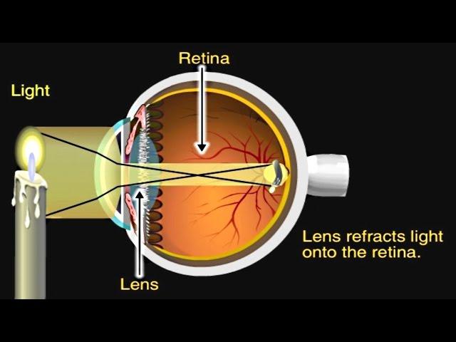 How the Eye Works Animation - How Do We See Video - Nearsighted & Farsighted Human Eye Anatomy