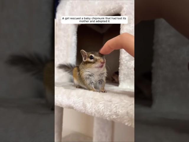 A girl rescued a baby chipmunk that had lost its mother and adopted it #animalshorts