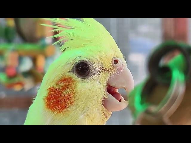 Cockatiel Videos For Cockatiels | Birds | Parrots | Nature