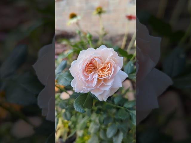 Rosa (F) `Garden of Roses