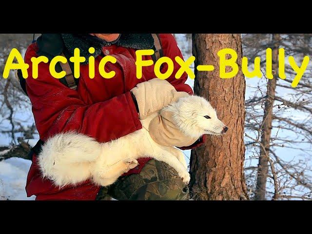 Arctic Fox is a Bully / Funny Siberian Stories / Animals of Siberia