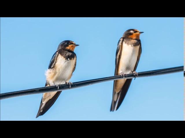  SWALLOW BIRD Sound Effect  1 HOUR ▶️ Relax | Sleep | ASMR | Mindfulness | Meditation | Yoga