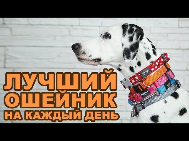 Выбор лучшего ошейника на каждый день | HAUL