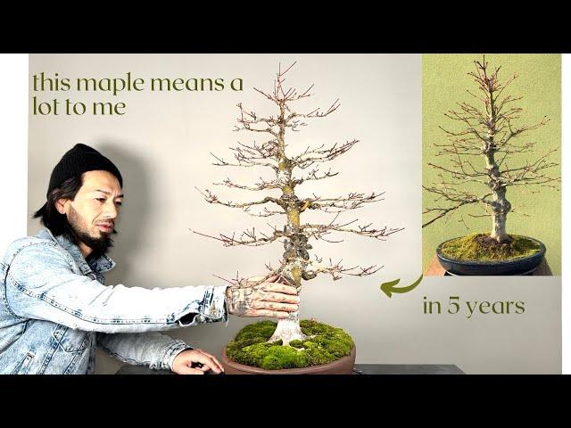 My Acer palmatum Bonsai development in 5 years and in 4 minutes for the video