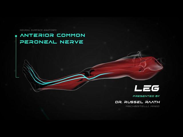 Locating and Treating the Anterior Common Peroneal Nerve (Common Fibular Nerve) - Stimpod NMS460