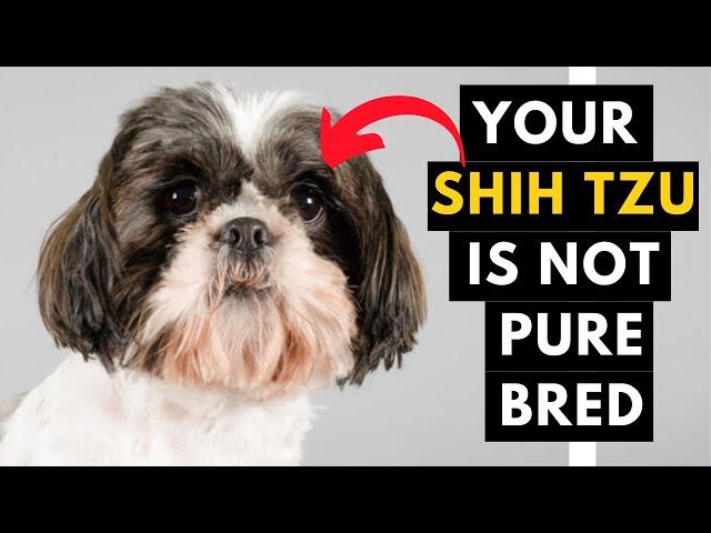 How to identify Your Shih Tzu Puppy is Pure Bred or Not