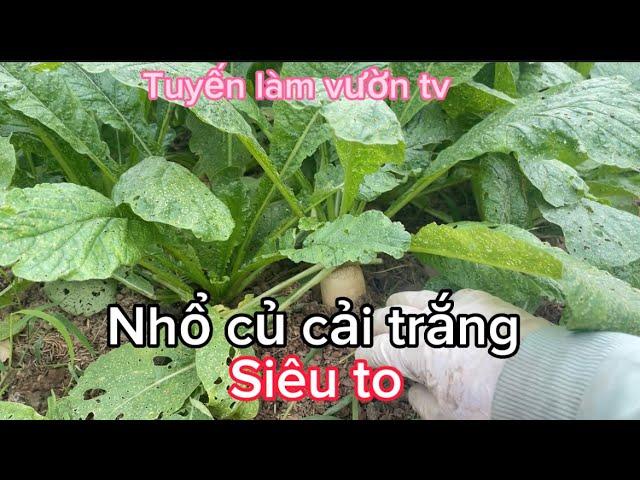 Tuyến làm vườn tv ( nhổ củ cải trắng siêu to)