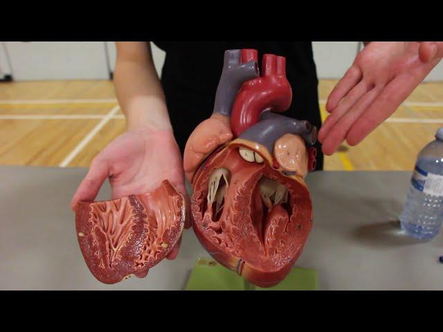 Cardiology Tech