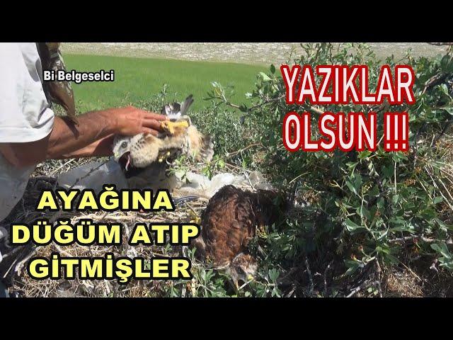 YAZIKLAR OLSUN AYAĞINA DÜĞÜM ATIP GİTMİŞLER / Shame on you ! They tied it's leg and left it to die !