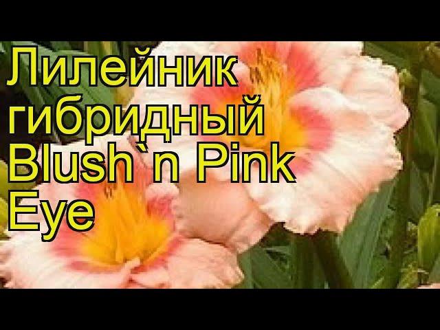 Лилейник гибридный Блаш Пинк Ай. Краткий обзор, описание характеристик hemerocallis Blush'n Pink Eye