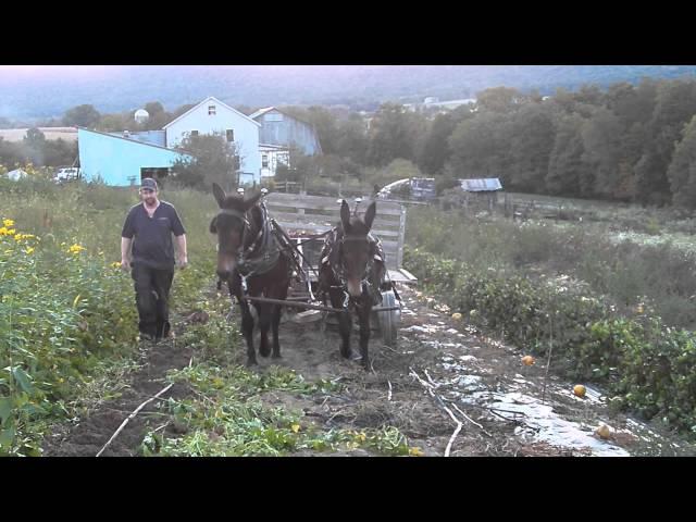 Mules in the Potato Field