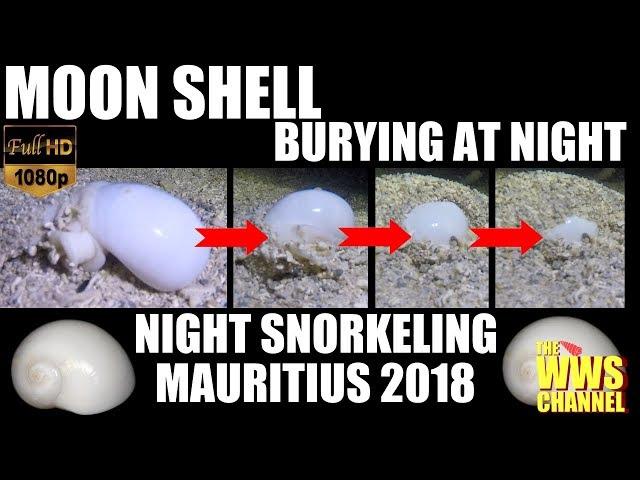 Live Sea shells : Moon Shell Burying at Night in Mauritius !