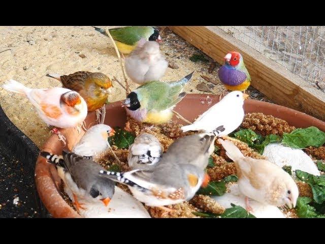 1 Hour of Mixed Aviary Birds - Gouldian Finch, Carary, Quail, Zebra Finch and more!