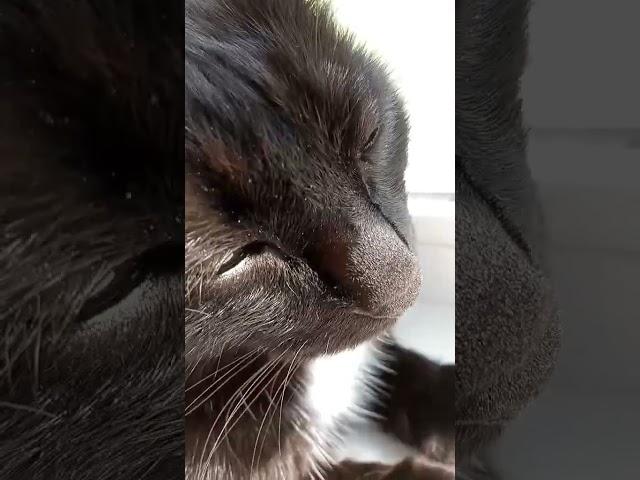 #интервью с котом