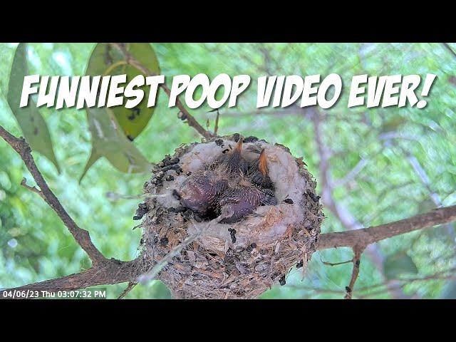 HAVE YOU EVER SEEN BABY HUMMINGBIRDS POOP!  Watch as They Shoot Poops Out of Nest with Funny Sounds!