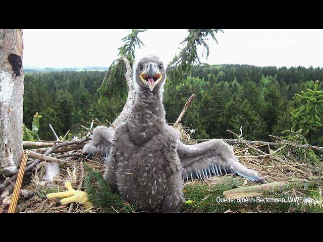 Seeadler: Rückkehr des Wappentiers