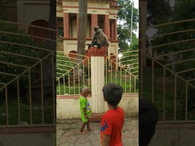 bachatar ki sahos #viral #shortvideo #shorts #brave #monkey #animalshorts