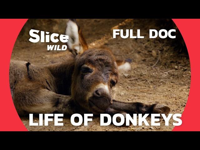 Donkeys: Amazing and Little-Known Companions | SLICE WILD | FULL DOC