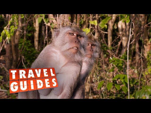 Tourists become human shields during monkey attack | Travel Guides 2018