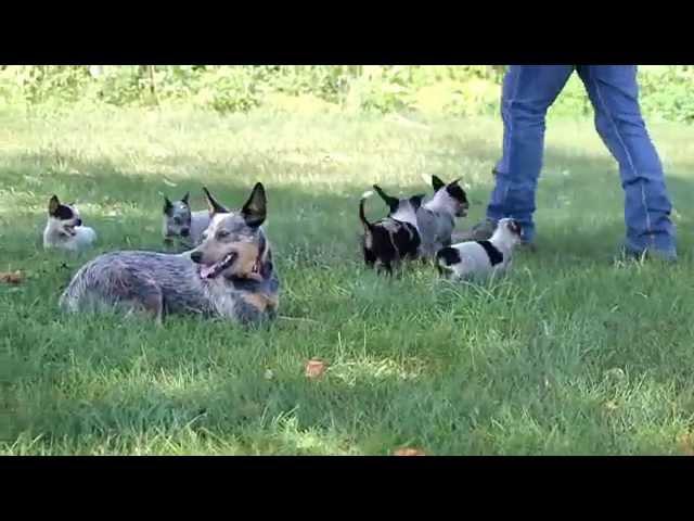 Blue Heeler Australian Cattle Dog Puppies For Sale