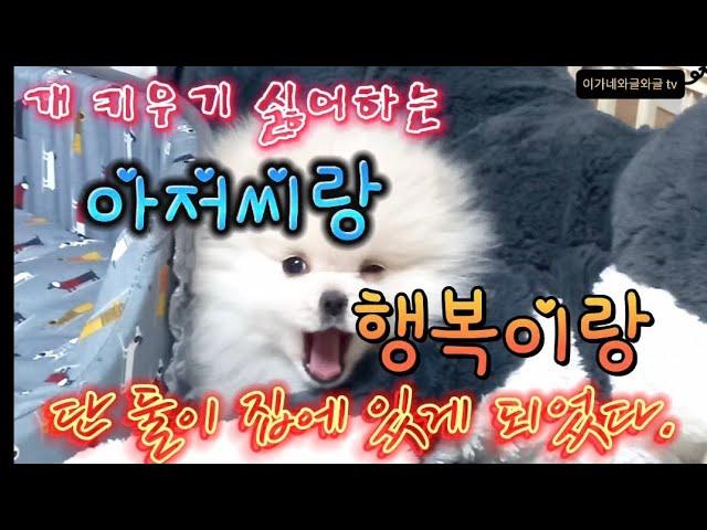 개 키우기 싫어하는 서열1위 아저씨랑 행복이랑 단 둘이 집에 있게 되었다.