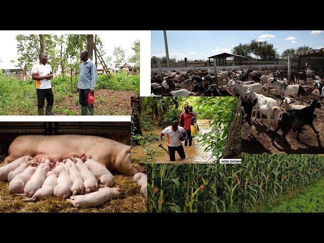 I STARTED ALL THIS FARMS WHILE I WAS IN MINISTRY - APS  BADU NYARKO RETIRED