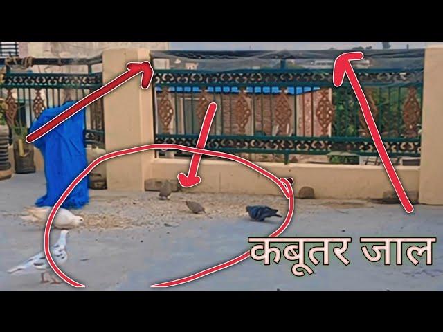 Easy Pigeon Trap. Home Made Pigeon Trap Use Fishing Net. Kabutar Jal.