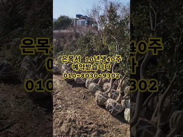밭정리 합니다 은목서 10년생 #밭정리 #은목서 #나무 #garden #나무심기 #automobile #수국 #라임라이트