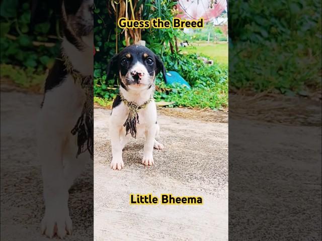 Expert Champ #dogs #puppylife #doglover #cutepet #breeder #animals  @CMNAllrounder