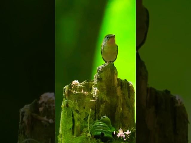 This is the Most Powerful Way to Calm Your Nervous System #birds #lifehacks