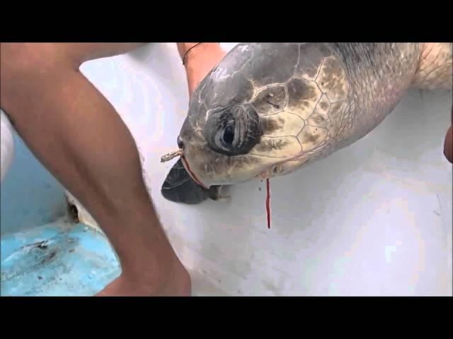 海龜鼻孔有吸管 Removing a plastic straw from a sea turtle's nostril - Short Version 中文翻譯