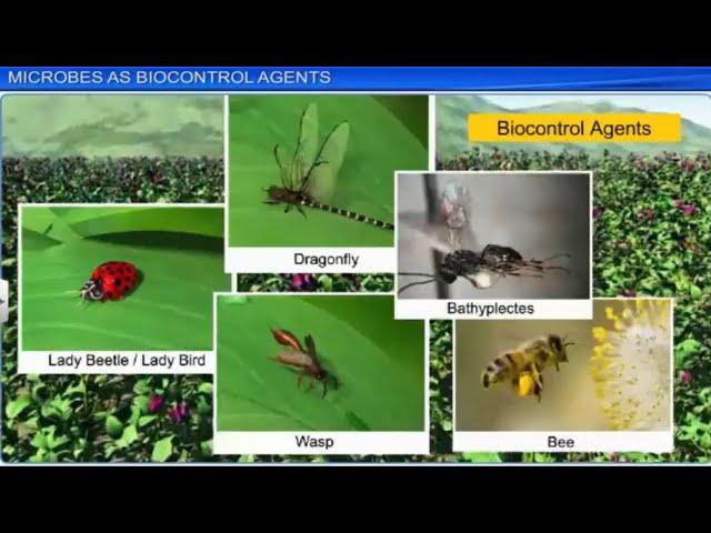 CBSE Class 12 Biology || Microbes In Human Welfare || Full Chapter || by Shiksha House