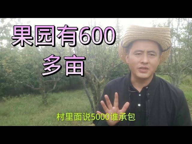 山里600多亩果园，5000都没人承包，还有200多亩山地