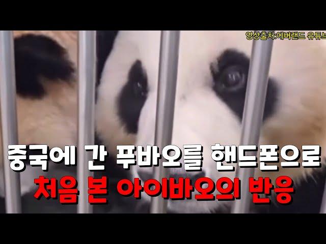 푸바오를 그리워하는 아이바오 Mother Panda's reaction to seeing her daughter who went to China on her cell phone