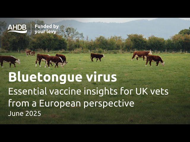 Essential Bluetongue vaccine insights for UK vets from a European perspective | AHDB Webinar