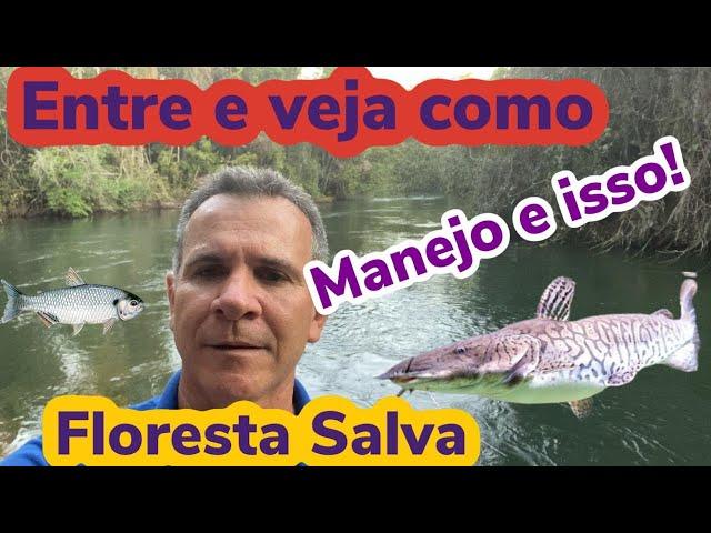 AMAZÔNIA LEGAL, Projeto de Manejo Sustentavel, quer saber mais assista,,,